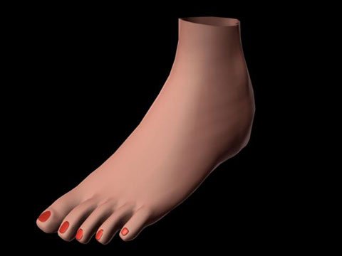 Female Foot 3D Model - Free Maya & 3D Studio Max 3D Model
